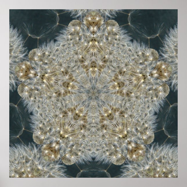 Dandelion Star Nov 2012 Poster (Vorne)