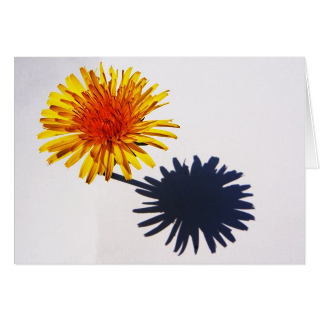 Dandelion und Shadow Gccnm (Vorderseite (Horizontal))