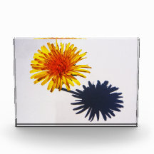 Dandelion und Shadow pba