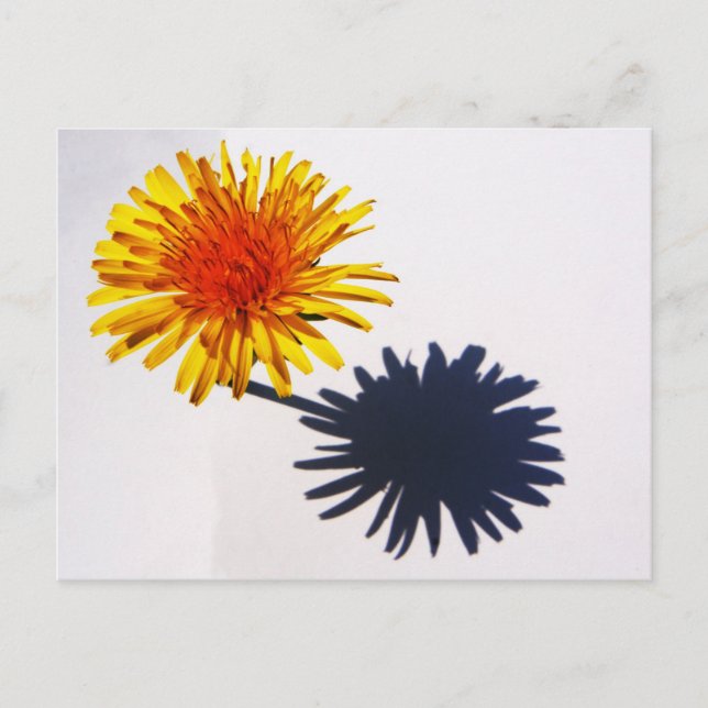 Dandelion und Shadow pccnm Postkarte (Vorderseite)