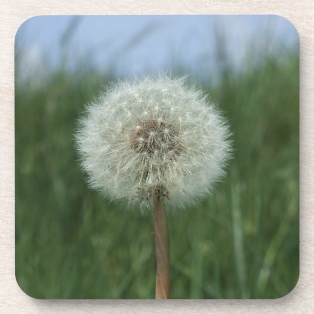Dandelion Untersetzer (Vorderseite)