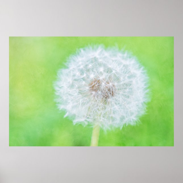 Dandelion - Weckte einfach die Schönheit auf Poster (Vorne)