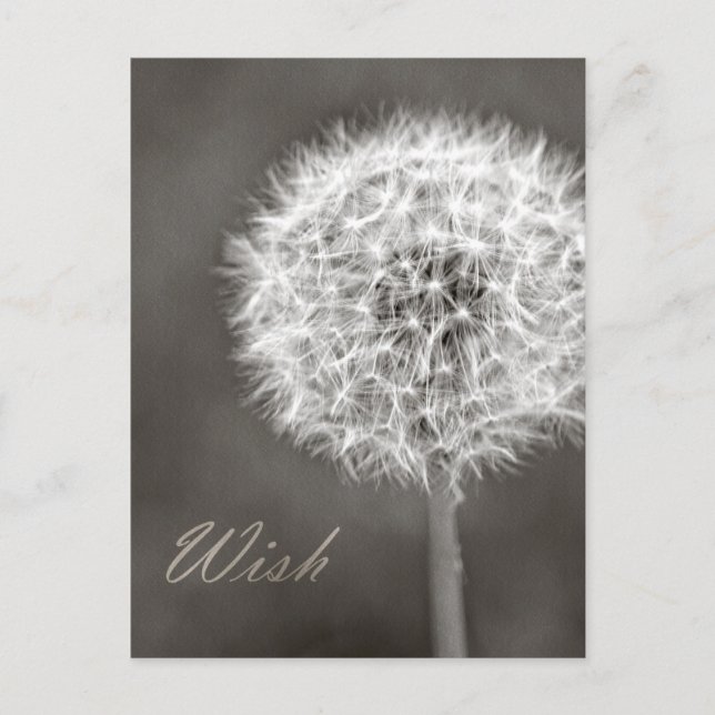 Dandelion Wish Postkarte (Vorderseite)