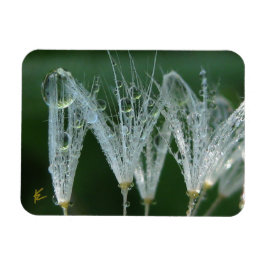 Dandelion with Dew Peaceful Nature Meditation Magnet