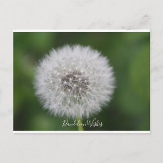 Dandelion wünscht Postcard Postkarte