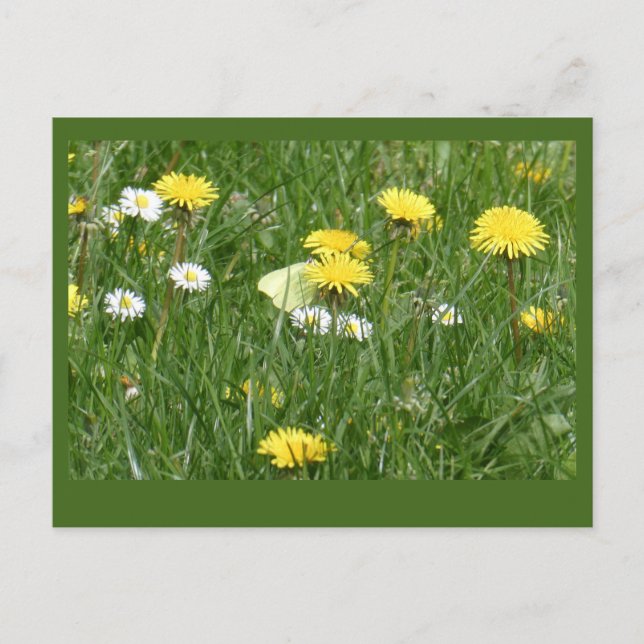 Dandelions & Daisies Grass Field DIY Postcard Postkarte (Vorderseite)
