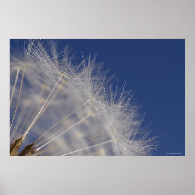 Dandelions Poster (Vorne)