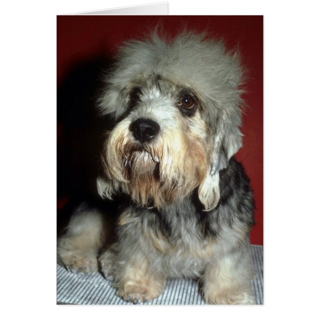 Dandie Dinmont (Vorne)