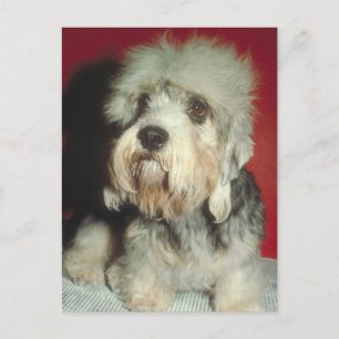 Dandie Dinmont Terrier Postkarte