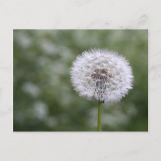 Dandiliion Postcard Postkarte