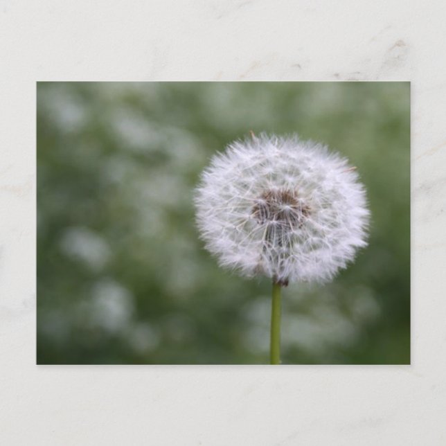 Dandiliion Postcard Postkarte (Vorderseite)
