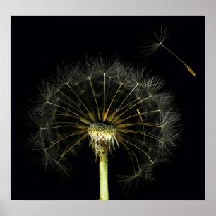 Dandilion Puff Fine Art Print Poster