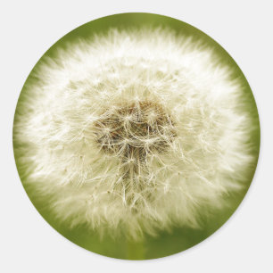 Dandy Lion Runder Aufkleber