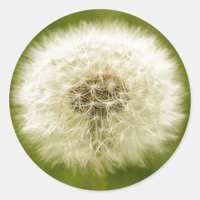 Dandy Lion Runder Aufkleber (Vorderseite)