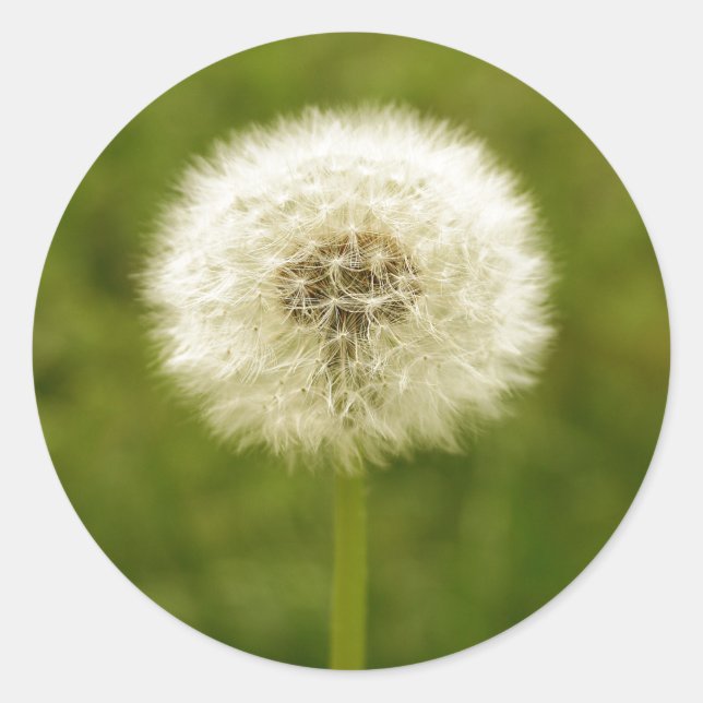 Dandy Lion Runder Aufkleber (Vorderseite)