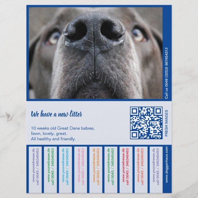 Dane Welpen farbig verkaufen Briefbogen (Vorderseite)