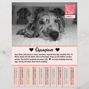 Dane-Welpen Flyer zu verkaufen