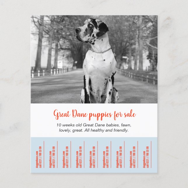 Dane Welpen verkaufen Flyer (Vorne)