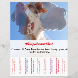 Dane-Welpen-Verkaufsflyer Flyer