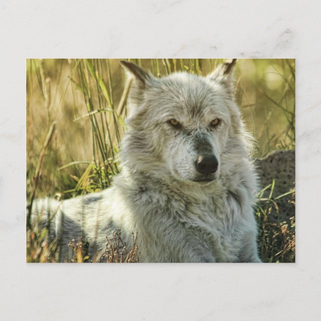 Dangerous Calm Postkarte (Vorderseite)
