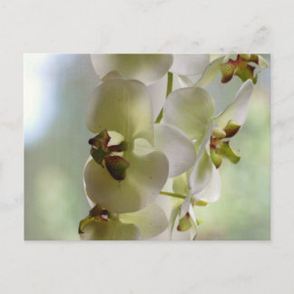 Dangling Orchids Postkarte