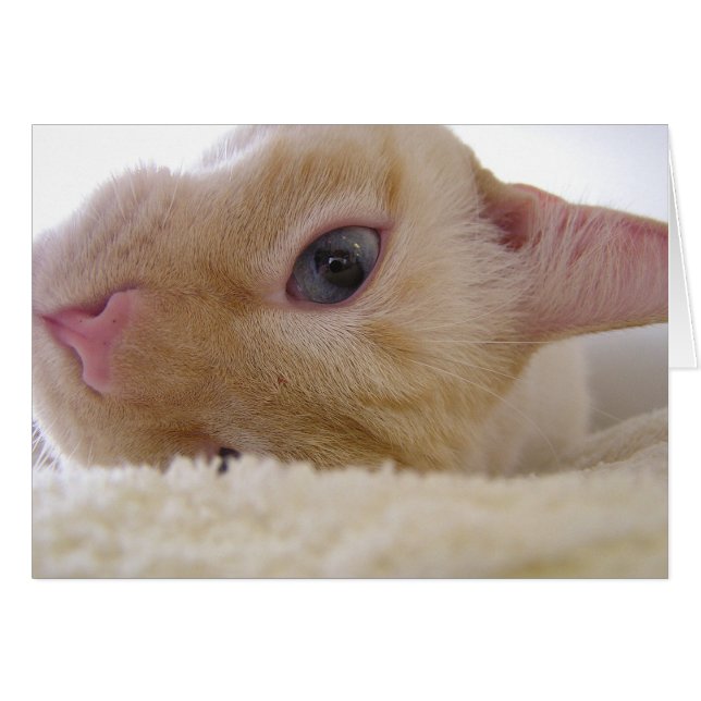 Daniel (Vorderseite (Horizontal))