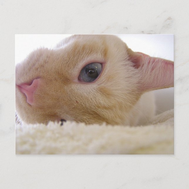 Daniel Postkarte (Vorderseite)