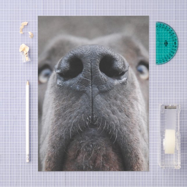 Dänische Dogge Nase  Seidenpapier (Handwerk)