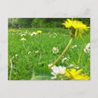 Dänisches Feld Postkarte