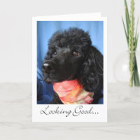 Dank Groomer oder Stylist Poodle mit Scarf