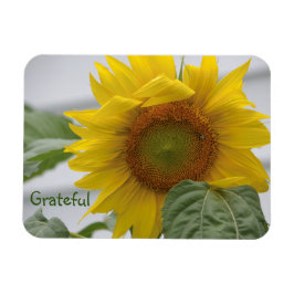 Dankbarkeit der Sonnenblumen Magnet