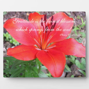 Dankbarkeit Lilie Fotoplatte