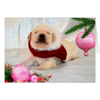 Dankbarkeitswoche 2 Rosa