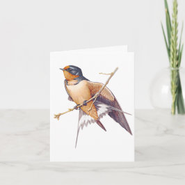 Danke - Barn Swallow