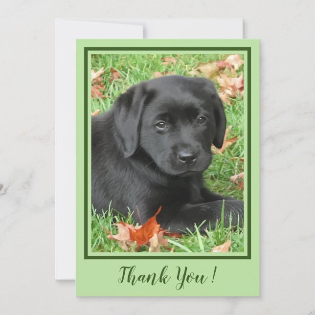 Danke Black Labrador Puppy - Herbst Niedlicher Hun (Vorderseite)
