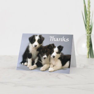 Danke Border Collie Welpen Grußkarte