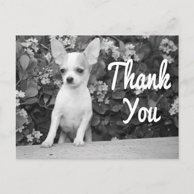 Danke Chihuahua Puppy Dog Postcard Postkarte (Vorderseite)