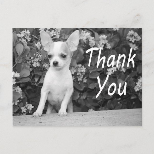 Danke Chihuahua Puppy Dog Postcard Postkarte (Vorderseite)