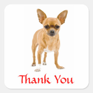 Danke Chihuahua Welpe Hund Grußsticker Quadratischer Aufkleber
