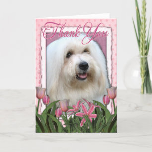 Danke - Coton de Tulear