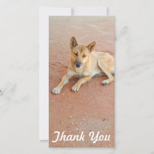 Danke Fotokarte - australischer Dingo