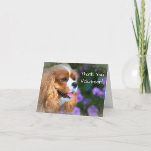 Danke Freiwilliger Cavalier King Charles Spaniel