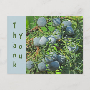 Danke Frühlingskieferbeeren Foto-Würdigung Postkarte