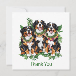 Danke Hawaiian Berner Sennenhunde