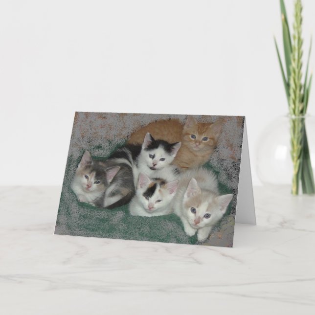 Danke/Kätzchen Dankeskarte (Vorderseite)