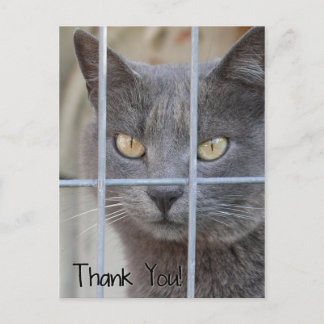 Danke! Katze Postkarte