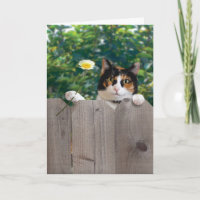 Danke Katzen-Karten-lustiges niedliches