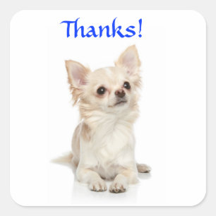 Danke Long Haired Chihuahua Sticker