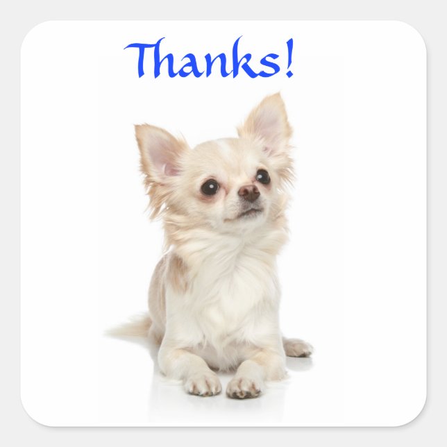 Danke Long Haired Chihuahua Sticker (Vorderseite)