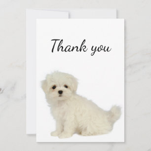 Danke Maltese Dog Pet Animal